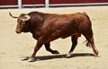 Spanish bull in bullring
