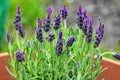 Spanish Lavender Plant Royalty Free Stock Photo