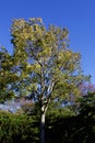 Spanish Cedar Tree 837898