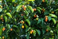 Spanish cherry or Bullet wood tree plant. Bullet wood fruit on tree in the garden background. Mumusops elegi L. ( SAPOTACEAE