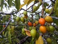 Spanish cherry, Medlar or Bullet wood fruit.