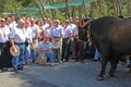 Spanish choir singing to a bull.