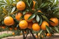 Spanish Citrus Delight: A Bountiful Bunch of Ripe Oranges Hanging in an Orange Garden.