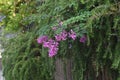 Spanish clover . Indigofera decora flowers.