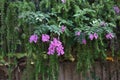 Spanish clover . Indigofera decora flowers.