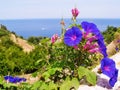 Spanish colorful view at landscape of Banyalbufar village with flowering Ipomoea purpurea summer violet blue flower