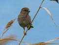 Spanish common sparrow