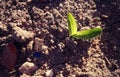 Spanish countryside. Rural. Young corn with few hours of life. Future cob.