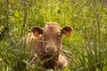 Spanish Cow Royalty Free Stock Photo