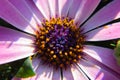 Spanish daisy closeup with yellow and blue green Royalty Free Stock Photo