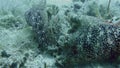 Spanish Dancer Nudibranchs Or Sea Slugs In Philippines Underwater Marine Biodiversity