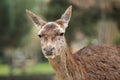 Spanish deer Royalty Free Stock Photo