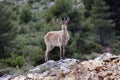 Spanish deer Royalty Free Stock Photo