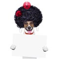 Spanish dog Royalty Free Stock Photo