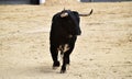 A strong spanish bull in the bullring arena on a traditional spectacle of bullfight