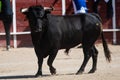 Spanish fighting bull