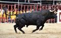 Angry Bull running in spanish bullring