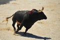 Spanish fighting bull