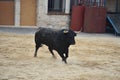 Spanish fighting bull