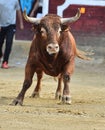 Spanish fighting bull running on a traditional spectacle of bullfight