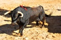 Spanish fighting bull