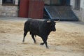 Spanish fighting bull