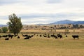 Spanish fighting bulls farm near Valdeprados, Spain