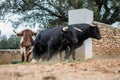 Spanish fighting bulls running