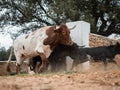 Spanish fighting bulls running