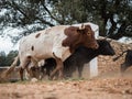 Spanish fighting bulls running