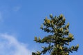 Spanish fir Abies pinsapo with big green cones on top in Massandra park Yalta, Crimea. Beautiful conifer tree on blue sky Royalty Free Stock Photo