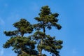 Spanish fir Abies pinsapo with big green cones on top in Massandra park Yalta, Crimea. Beautiful conifer tree on blue sky