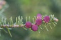 Spanish fir Abies pinsapo, reddish-purple cones