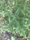 Spanish fir Abies pinsapo in Spain Royalty Free Stock Photo