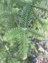 Spanish fir Abies pinsapo in Spain