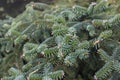 Spanish fir Abiese pinsapo Royalty Free Stock Photo