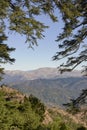 Spanish fir forest Abies pinsapo in Sierra Bermeja, Estepona. Spain