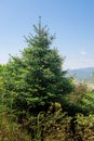 Spanish fir tree or Pinsapos (abies pinsapo) - Zahara de la Sierra, Andalusia, Spain