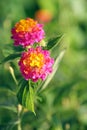 Spanish Flag (Lantana) Royalty Free Stock Photo
