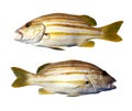 Spanish flag snapper or Stripey snapper fish isolated on white Royalty Free Stock Photo