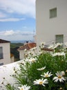 spanish flowers pueblo blanco andalucia Royalty Free Stock Photo