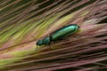 Spanish fly going down green wheat flower Royalty Free Stock Photo