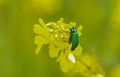 The Spanish fly (Lytta vesicatoria)