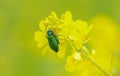 The Spanish fly (Lytta vesicatoria) Royalty Free Stock Photo