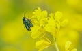 The Spanish fly (Lytta vesicatoria)