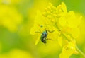 The Spanish fly (Lytta vesicatoria) Royalty Free Stock Photo