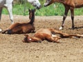 Spanish foals at the rest. Focus on sleeping foal Royalty Free Stock Photo