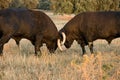 Spanish free range fighting bulls Royalty Free Stock Photo