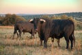 Spanish free range fighting bulls Royalty Free Stock Photo