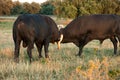 Spanish free range fighting bulls Royalty Free Stock Photo
